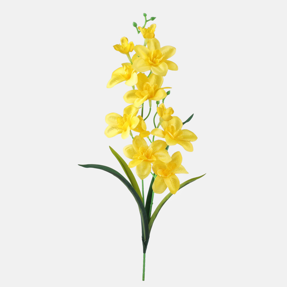 Satin orchid, Yellow G284-06