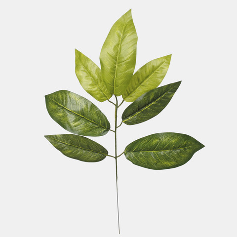 Croton F010