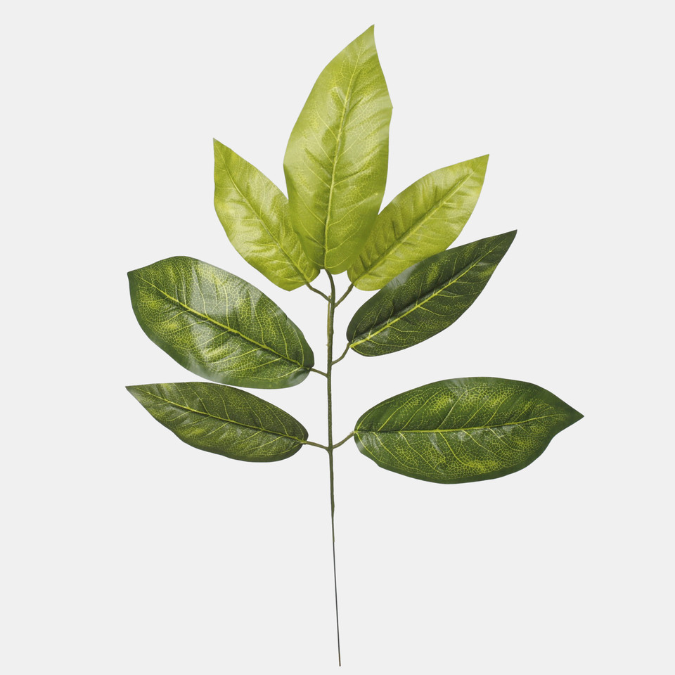 Croton, Green/Lt. Green F010-03