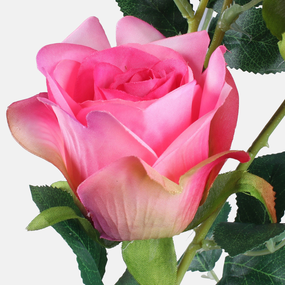 Rose, Mix 1 L738-01