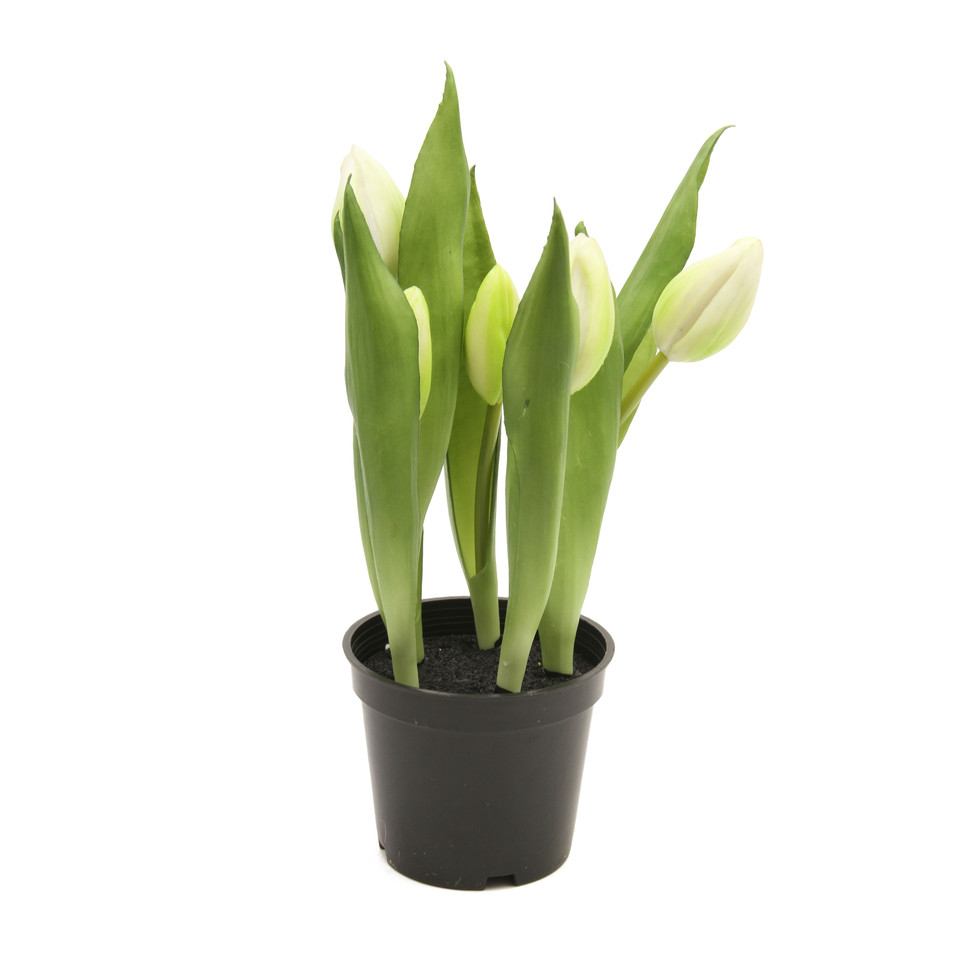 Tulipany w doniczce 25 cm, mix kolorów: 6 U363-m1