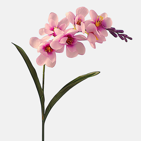 Freesia, Pink G469-05