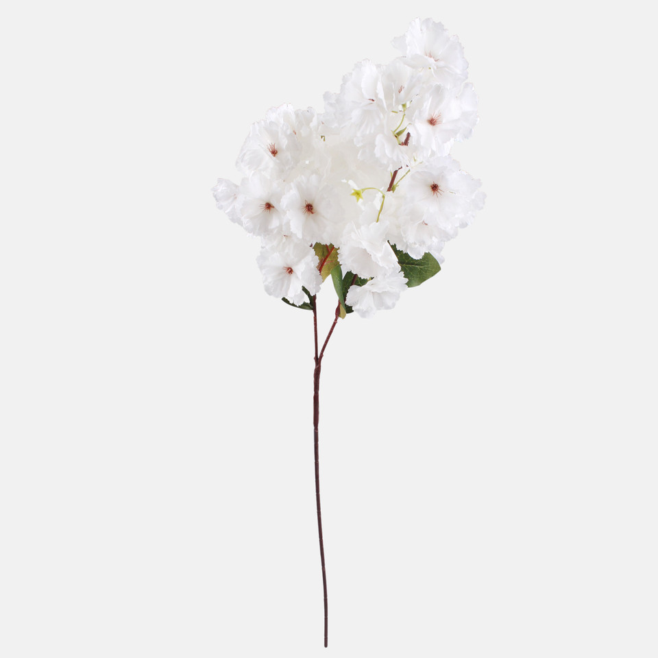 Wiśnia kwitnąca, White L891-01