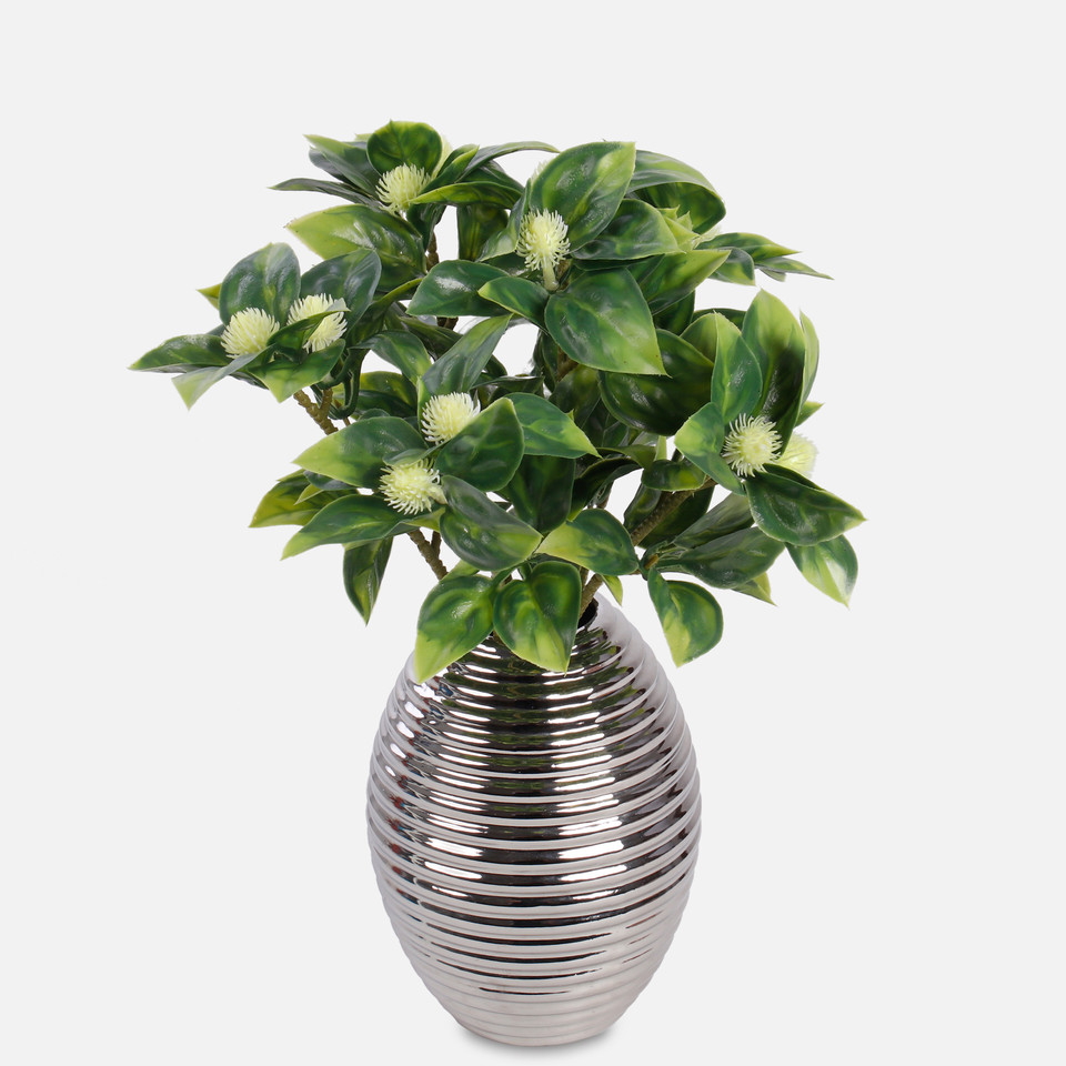 Hoya, T.T. Green A669-01