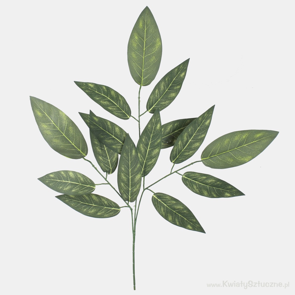 Bay laurel, Green F143-01