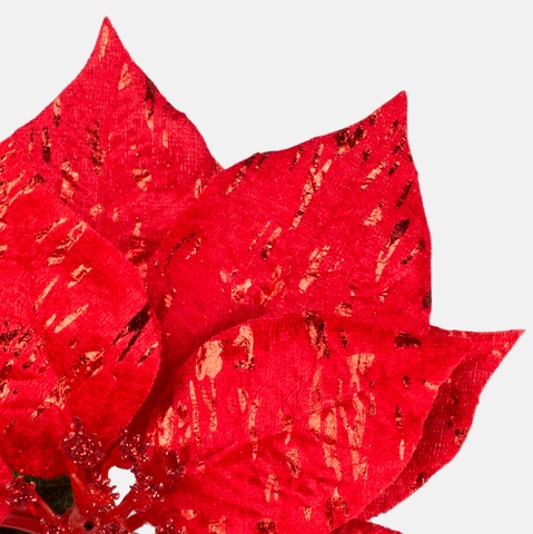 Shiny poinsettia, Red G398S-02