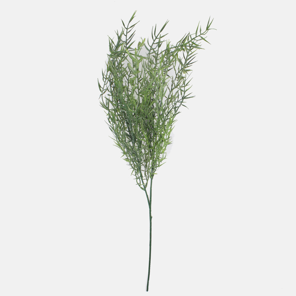 Asparagus, Green A703-01