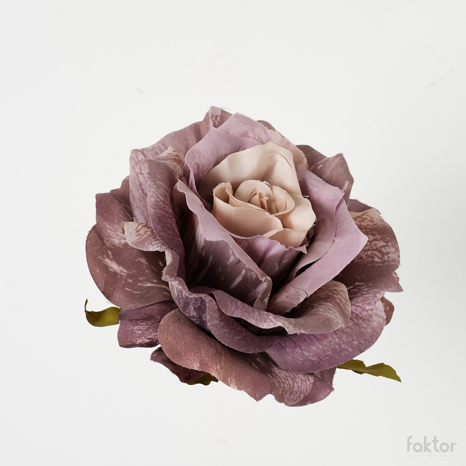 Róża, Autumn Beige B52-052