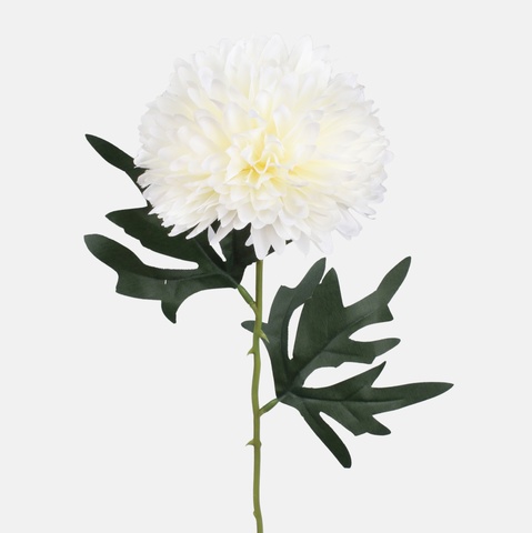 Chrysanthemum, Mix 1 G470-01