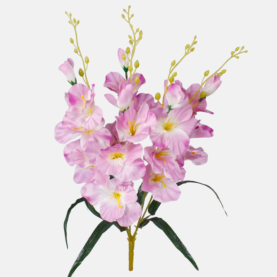 Gladiolus x 5, Mix 1 QA053-01