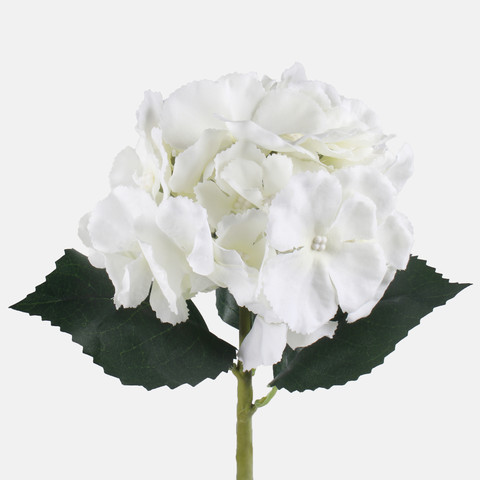 Hydrangea, Cream G417-02