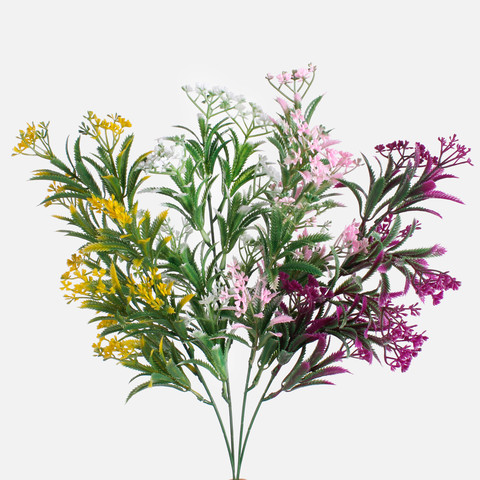 Coriander A622