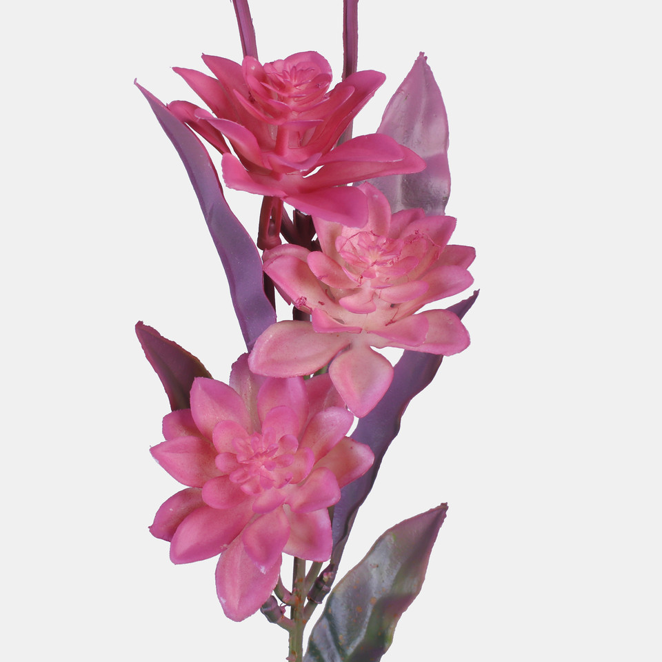 Dahlia mini, Pink G445-01