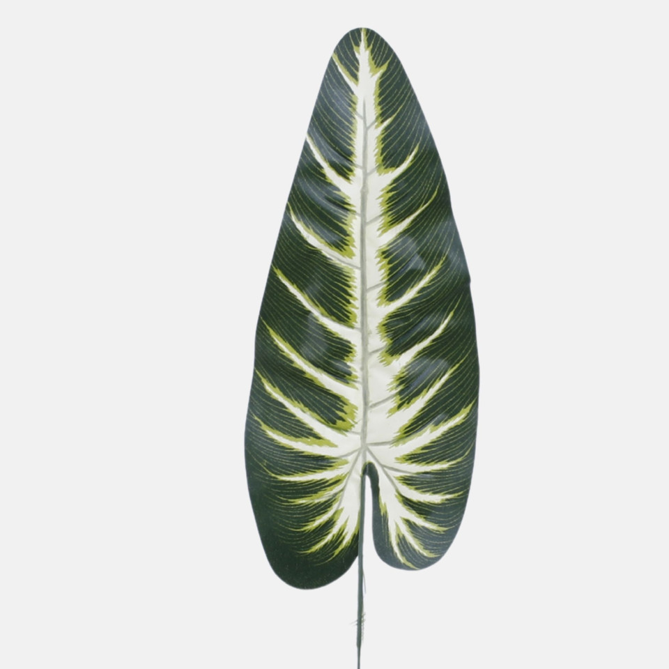 Liść anturium warocqueanum, Dk. Green H001B-01