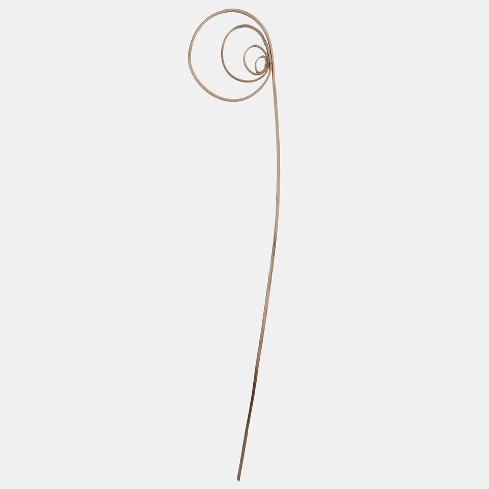 Cane coil Y034