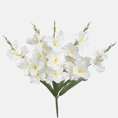 Gladiolus x 5, Mix 2 Q998-02