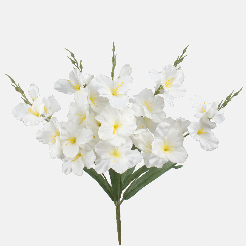 Gladiolus x 5, Mix 2 Q998-02