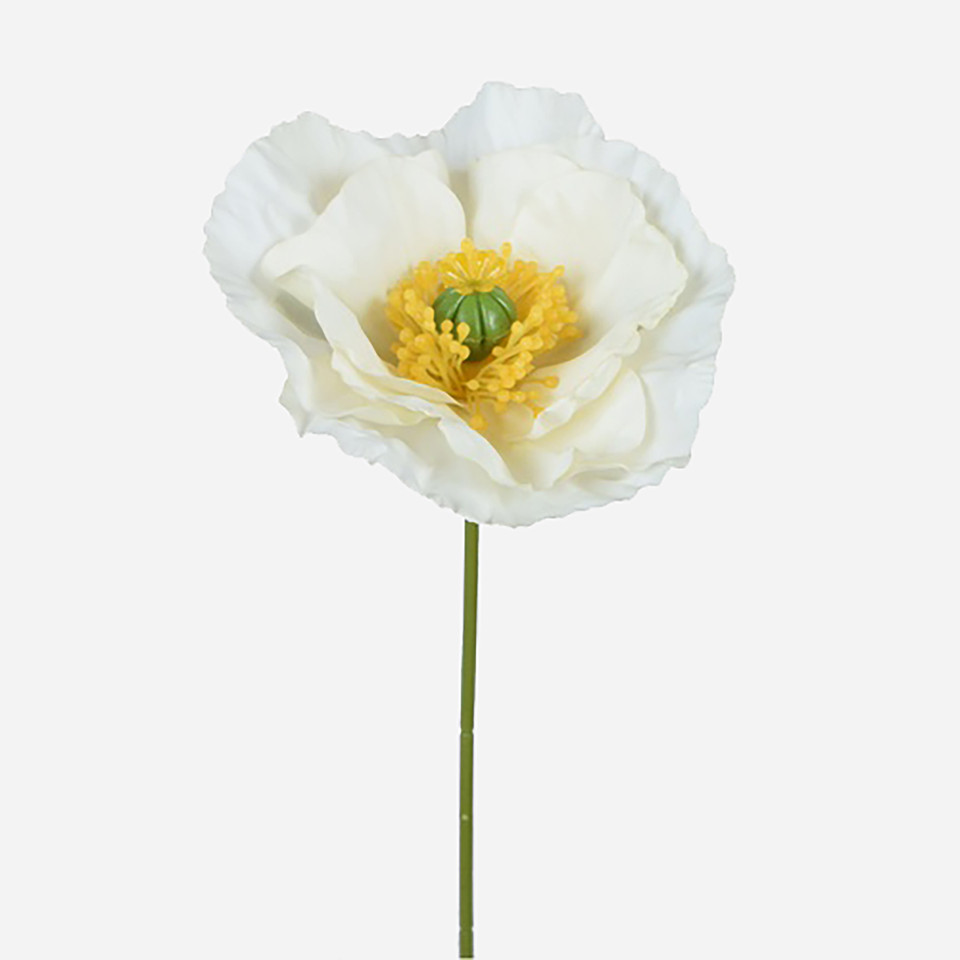 Poppy, Cream L919-01