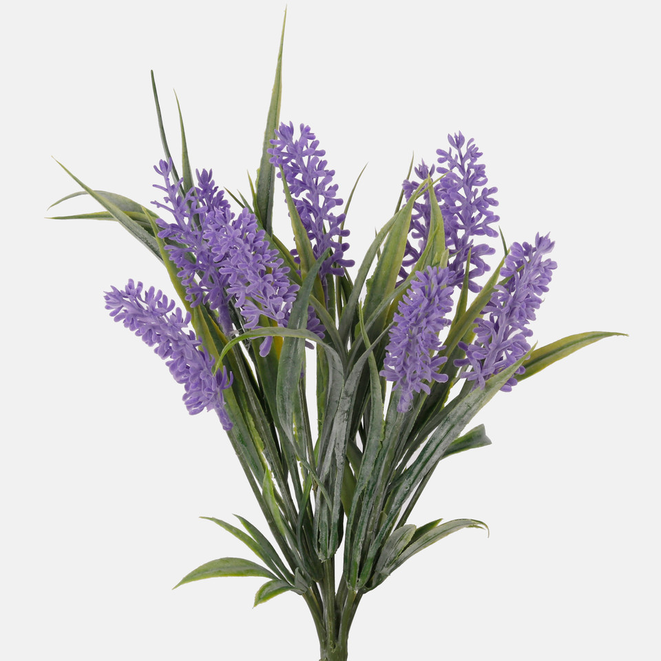 Lawenda, Lavender QA707-01