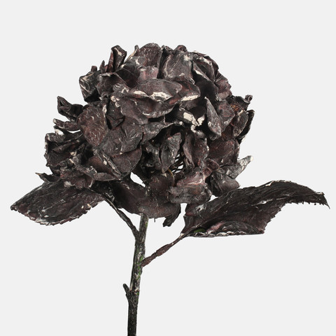 Hydrangea, Brown G462-03
