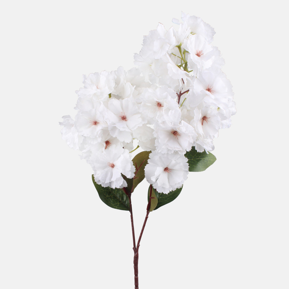 Wiśnia kwitnąca, White L891-01