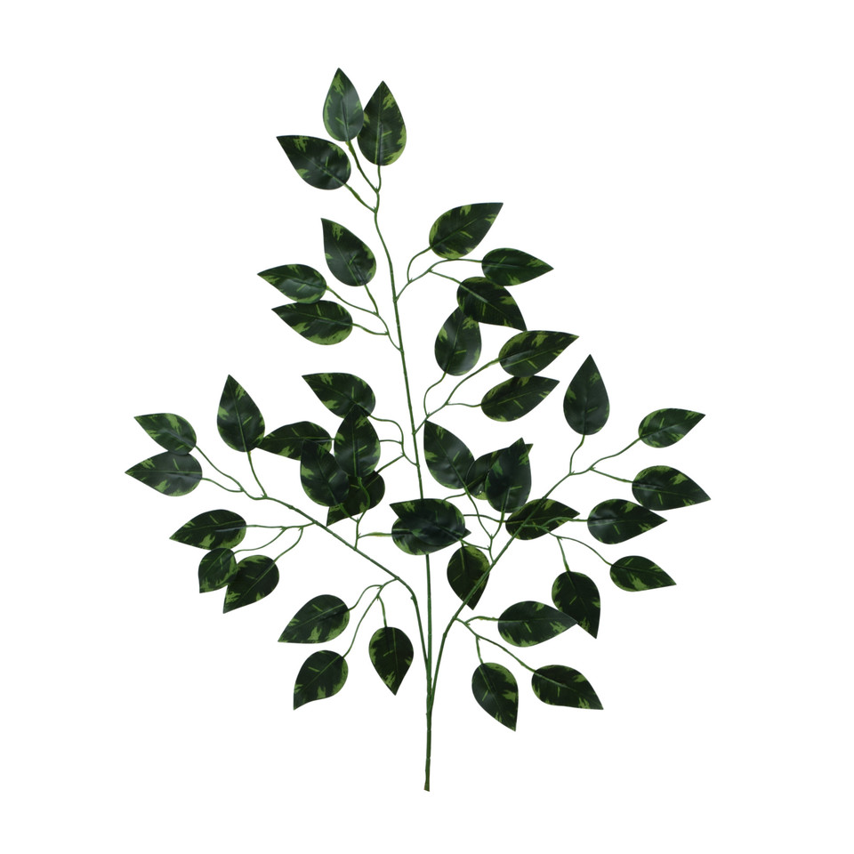 Fikus x 3, Pure Green R427-02