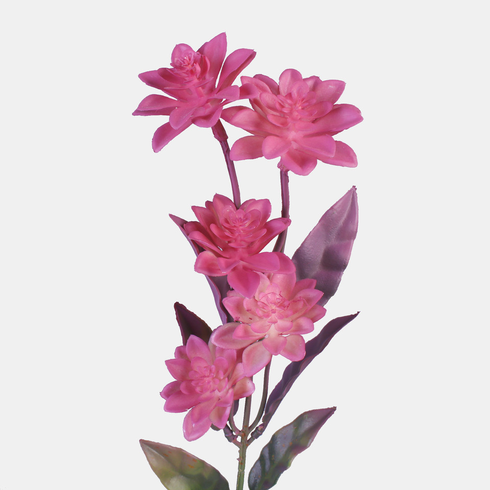 Dahlia mini, Pink G445-01