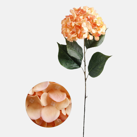 Hydrangea, T.T. Peach L911-03