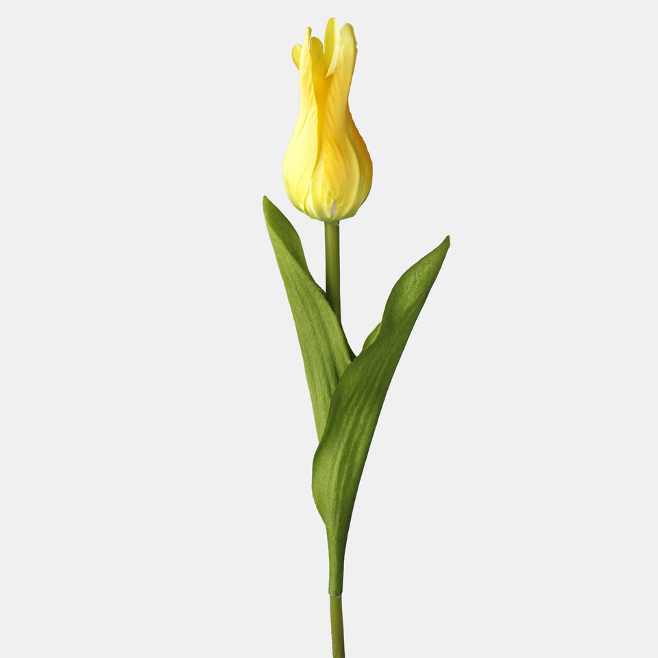 Tulipan, Yellow/Green L851-08