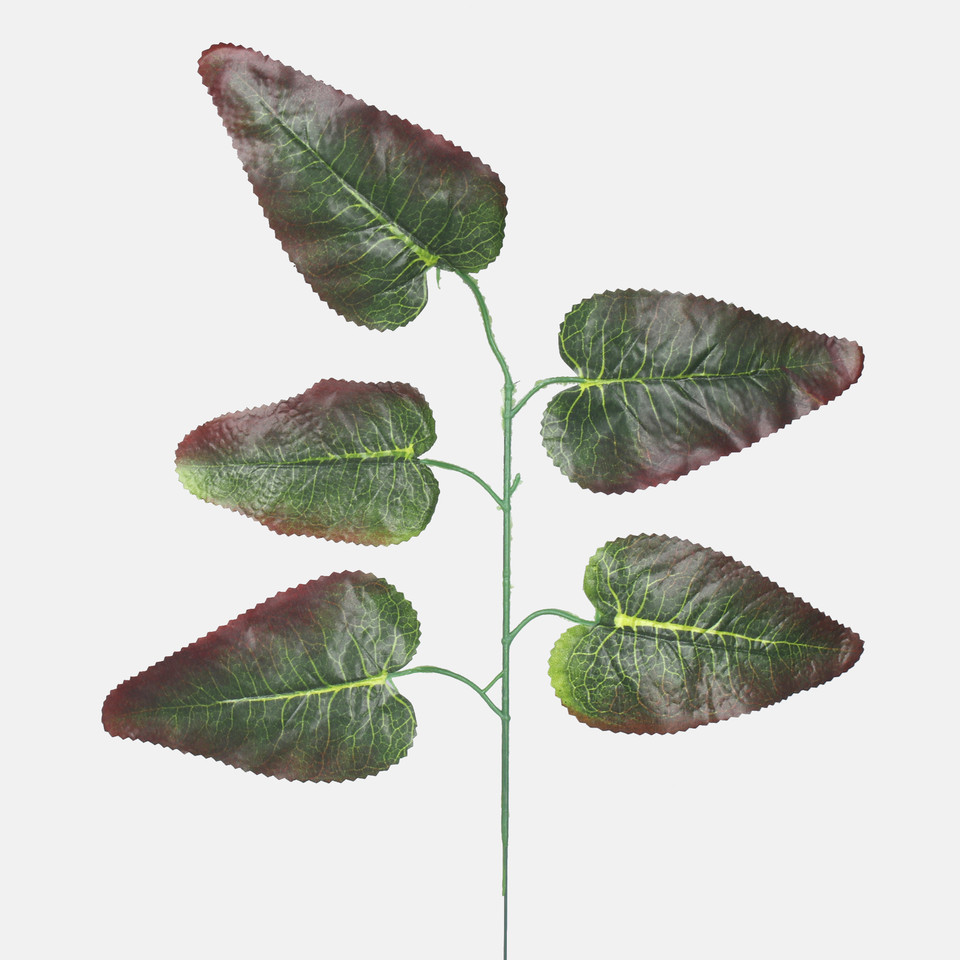 Hibiscus, Green/Brown Edge F165-02
