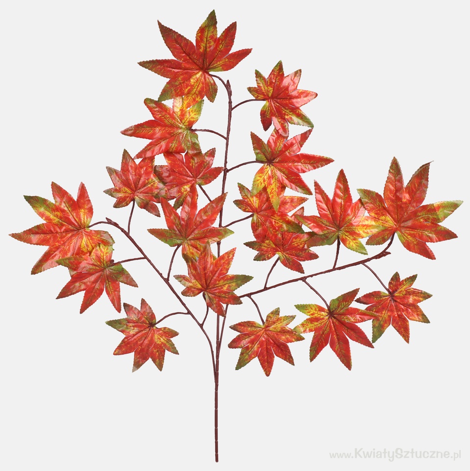Maple, Autumn Red F221-01