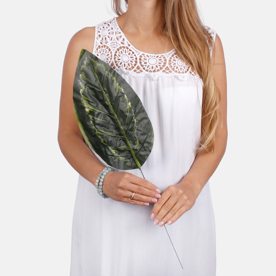 Diffenbachia leaf A549