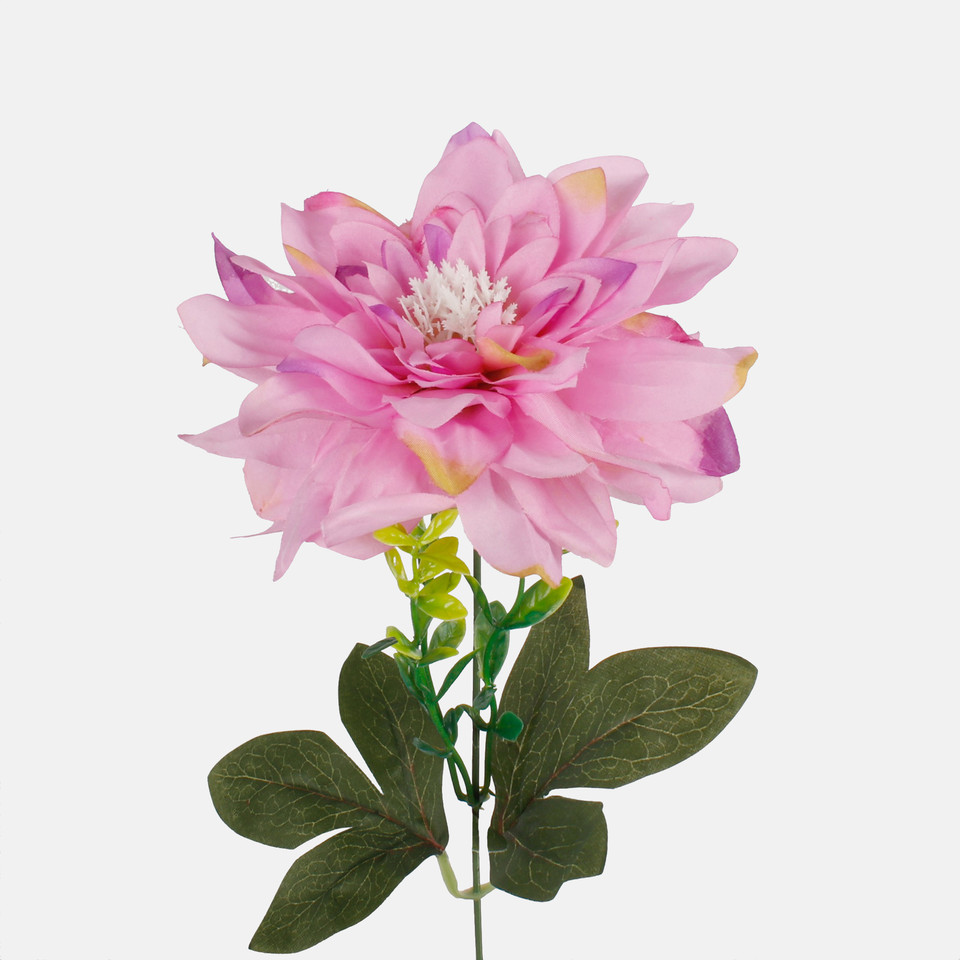Dahlia, Lt. Lilac G438-02