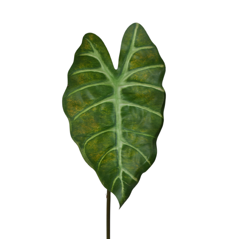 Alokazja - liść  60 cm, green LL001-01
