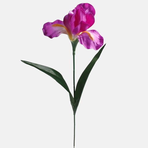 Iris, Purple G142-04