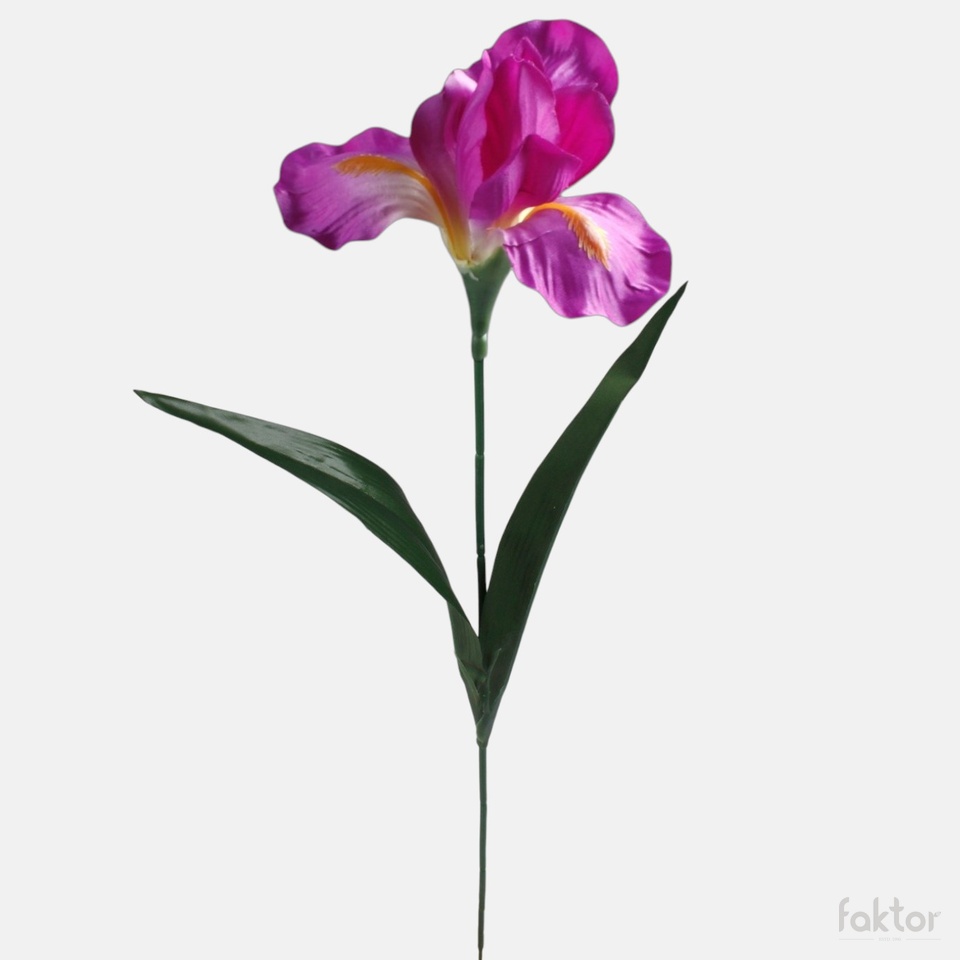 Iris, Purple G142-04