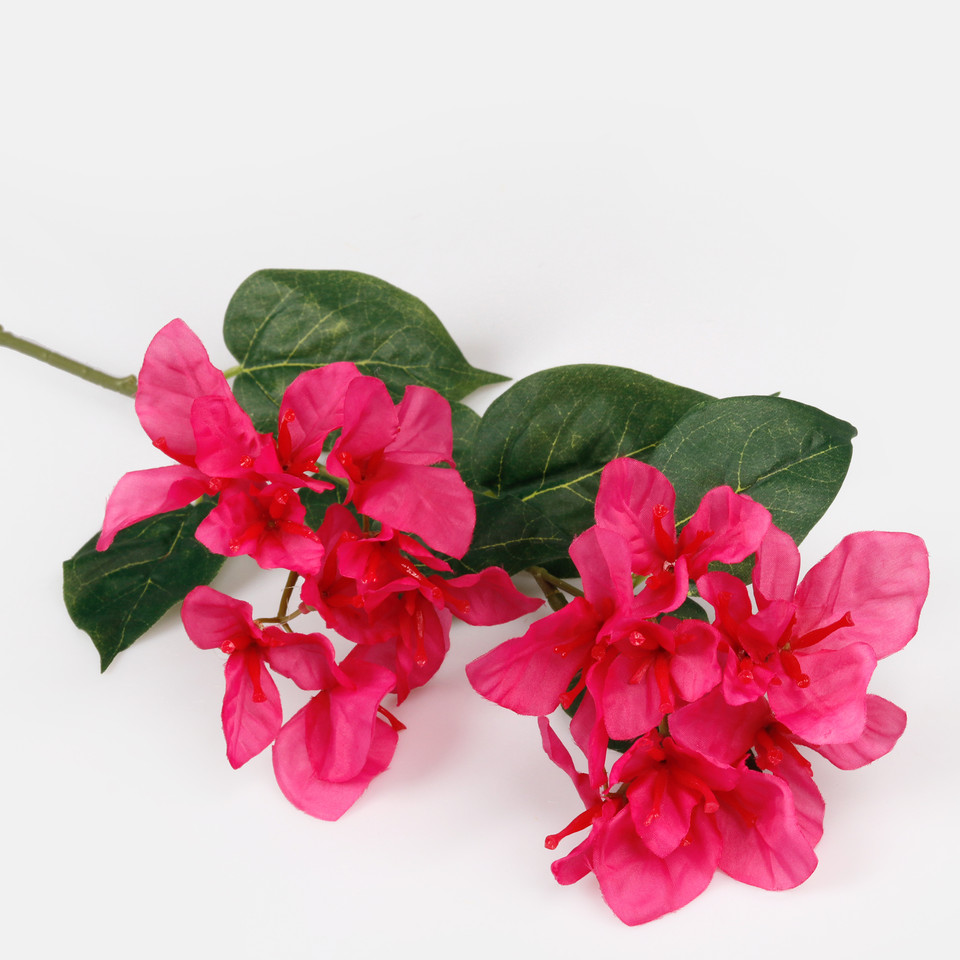 Bougainvillea, Mix 1 L743-01