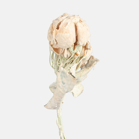 Hydrangea, Beige G462-02