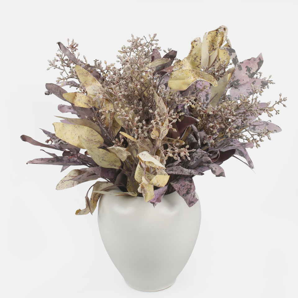 Perukowiec, Autumn Beige A772-01