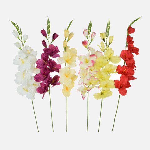 Gladiolus K321