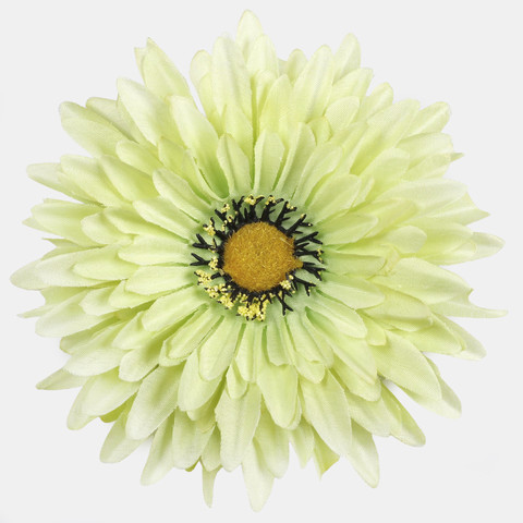 Gerbera, Green W539-06