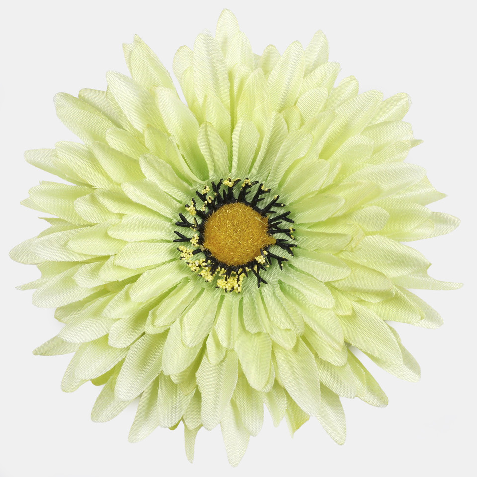 Gerbera, Green W539-06