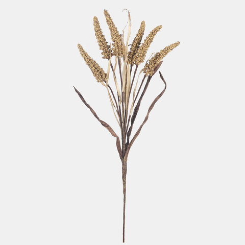 Setaria, Autumn Yellow A769-01