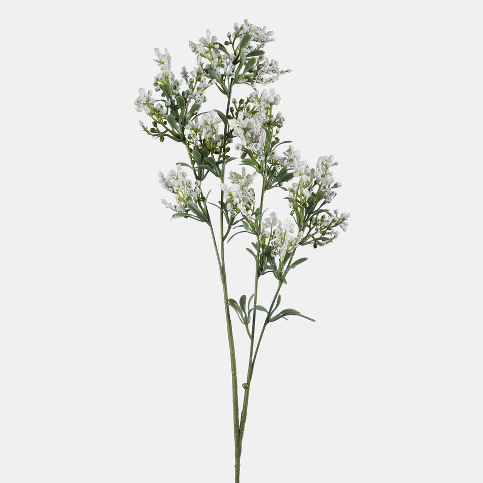 Lucerne, White L855-01