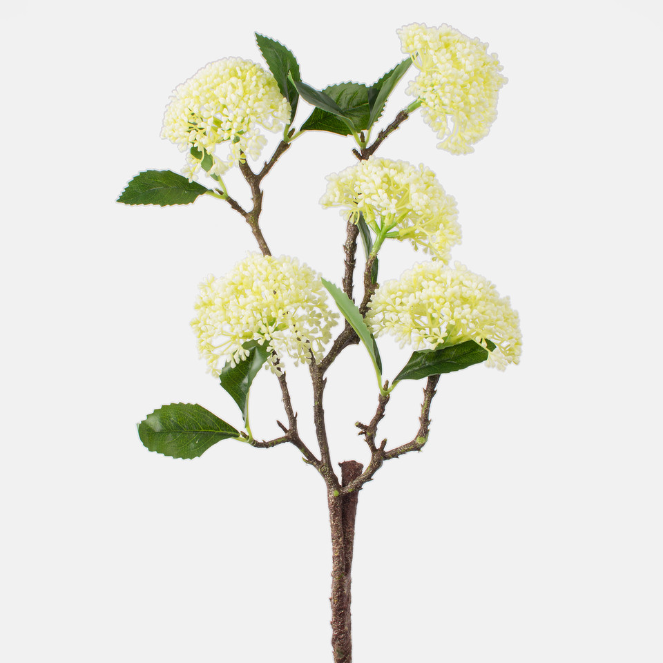Viburnum, Cream/Green F022L-01