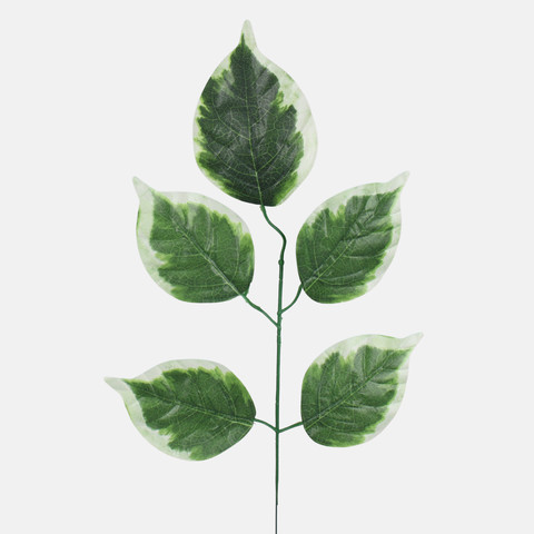 Pothos F172