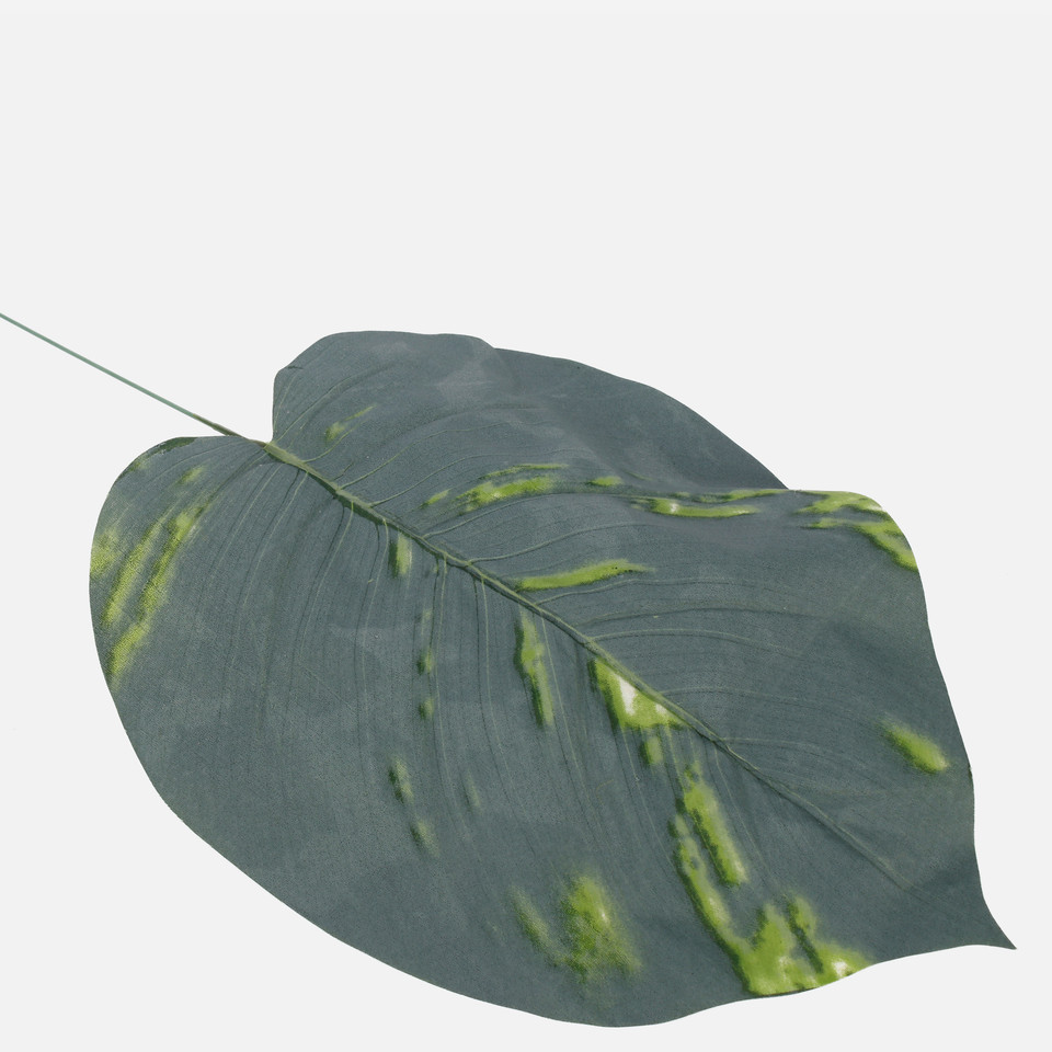 Scindapsus leaf, Frosty Green A690