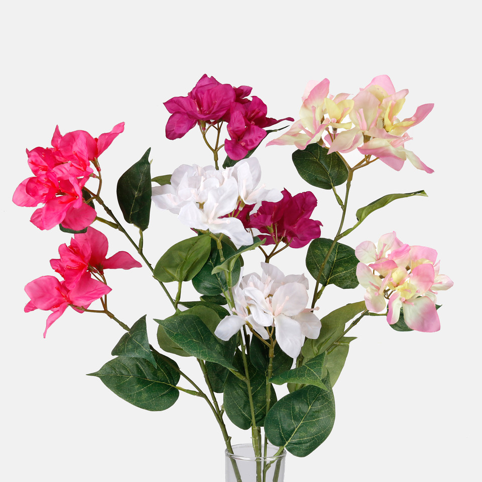 Bougainvillea, Mix 1 L743-01