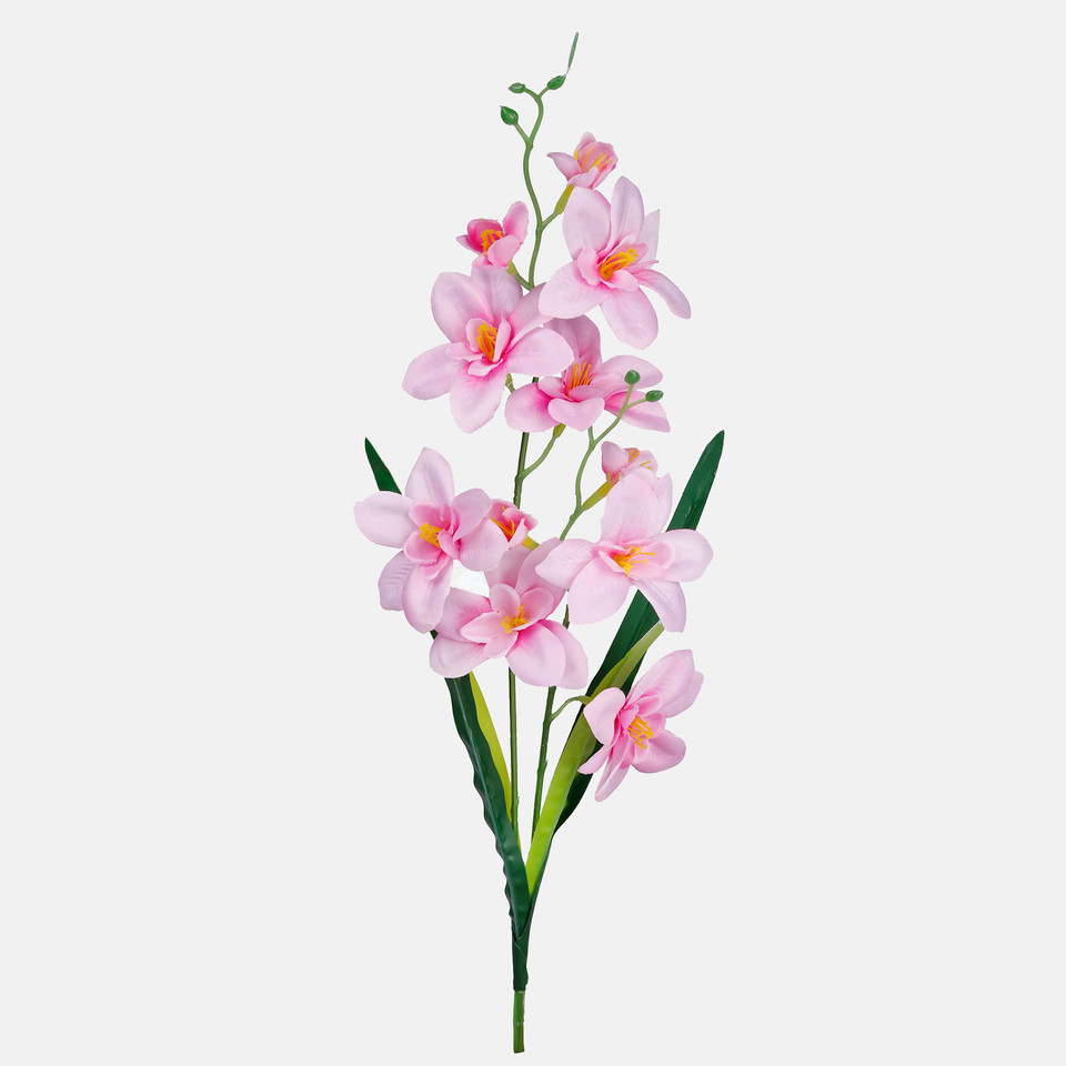 Satin orchid, Pink G284-09