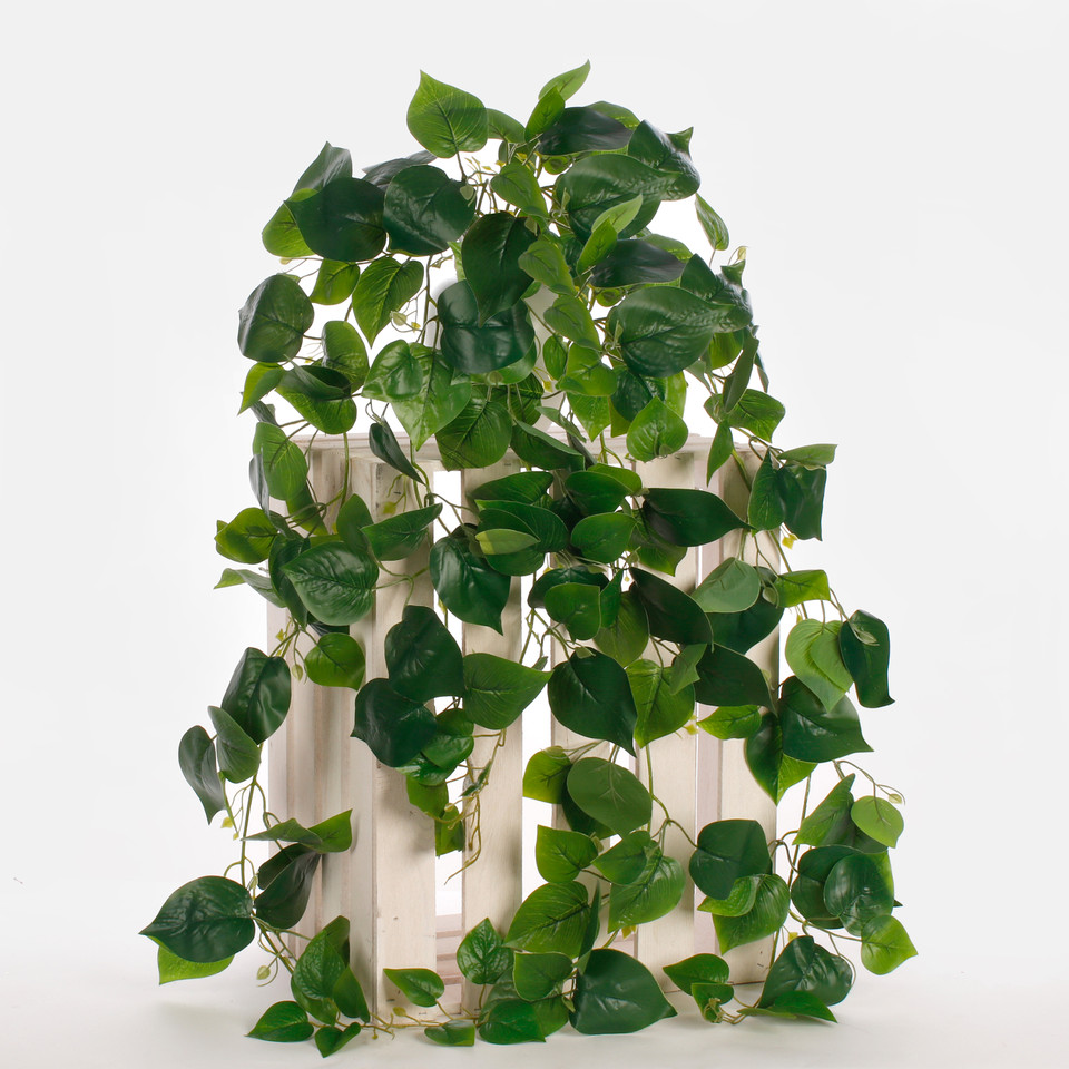 Trailing Pothos, Green B054